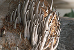 Swiss mushrooms.